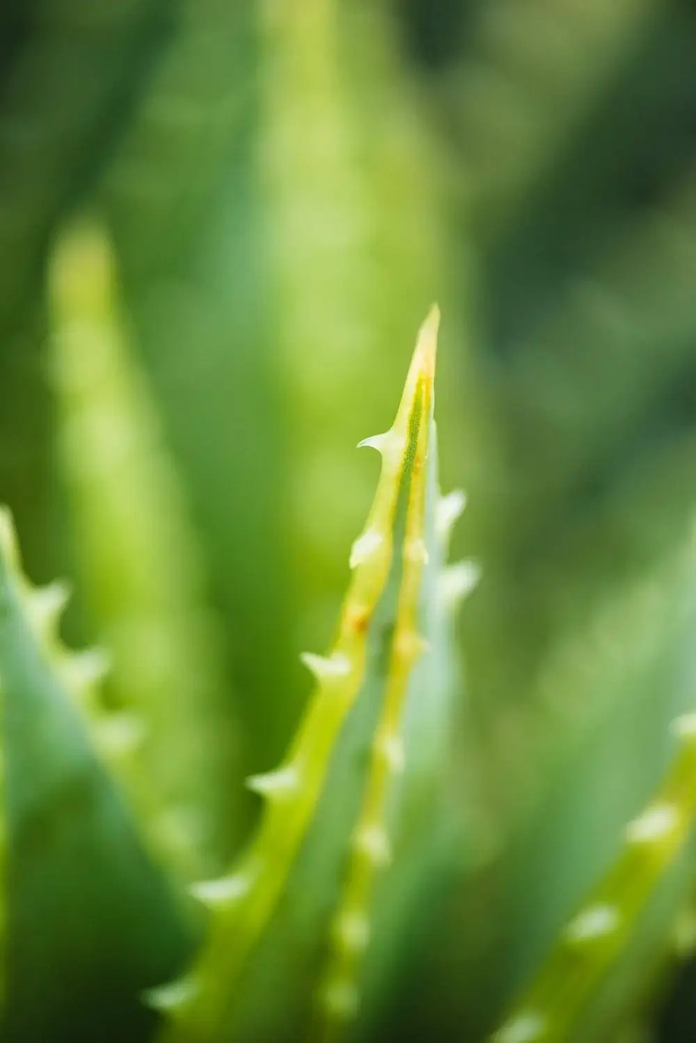 Crea tu equipo de ventas y bienestar con Exialoe y TerritorioAloe en Extremadura.