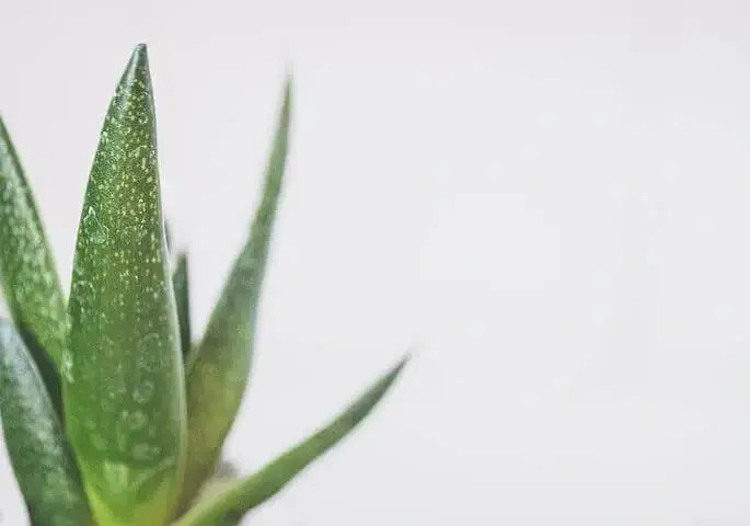 Gana salud y bienestar con los productos naturales de Exialoe en la zona de Murcia.