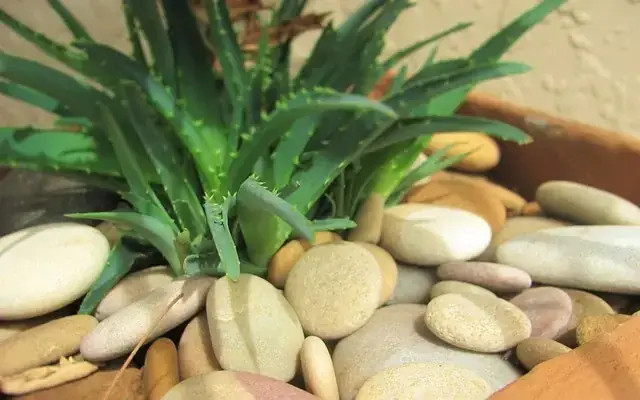 Emprende tu propio negocio online de bienestar con el equipo de TerritorioAloe en Baleares.
