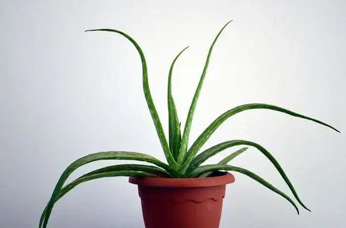 Planta verde en maceta roja sobre fondo claro, con hojas largas y delgadas extendidas hacia arriba.