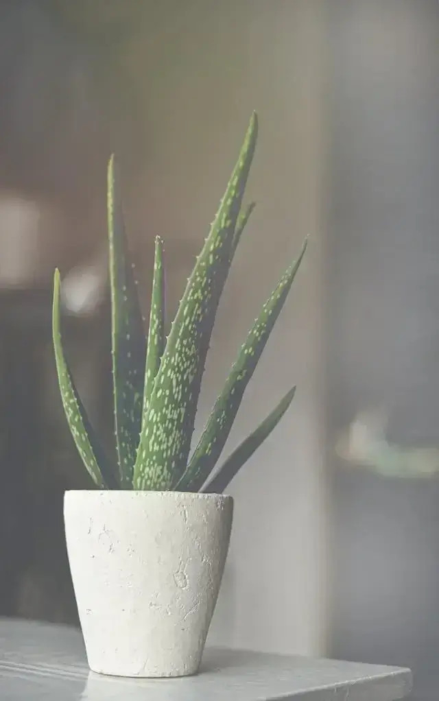 Planta de Aloe Vera pura, base de los productos de salud y nutrición de Exialoe en TerritorioAloe.