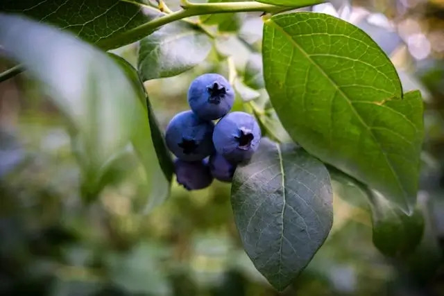 Arándanos azules maduros cuelgan entre hojas verdes, con fondo natural desenfocado y ramas.
