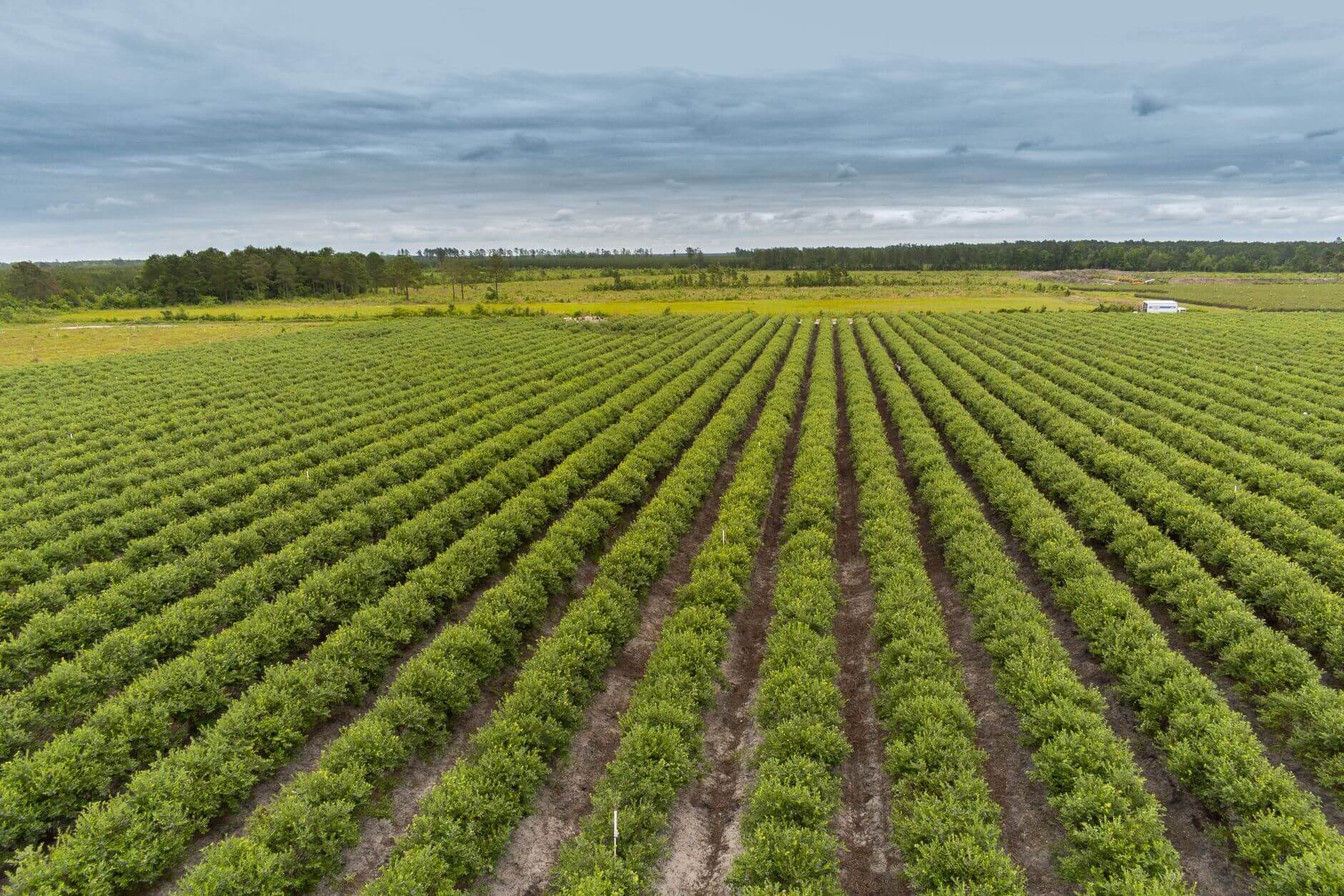 Vista aérea de un campo agrícola con hileras verdes, cielo nublado y árboles al fondo.
